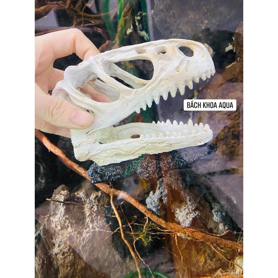 Tượng mô hình Đầu khủng long trang trí