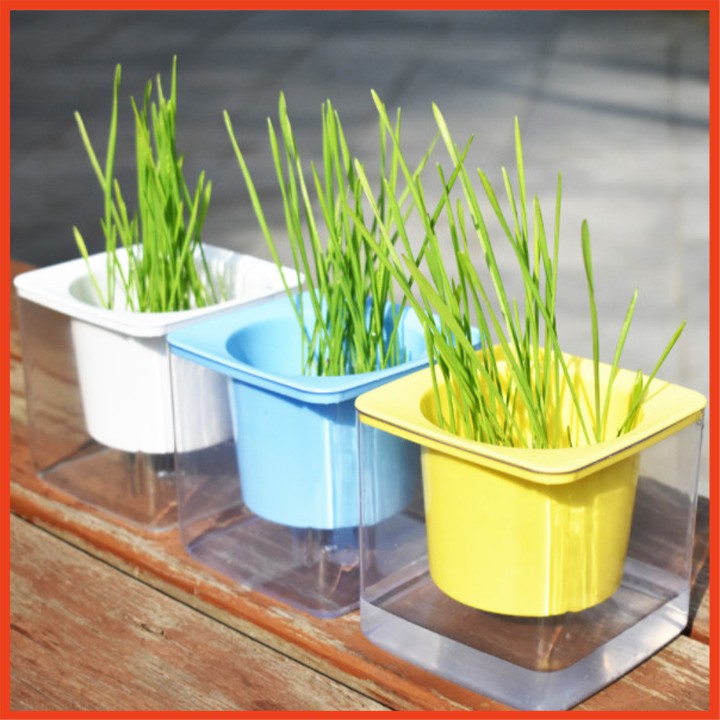 [Deal Hot] Bộ trồng cỏ mèo thủy canh siêu dễ thương, đơn giản, lúa mạch