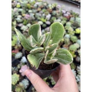 SEN ĐÁ THẠCH BÍCH CẨM THẠCH