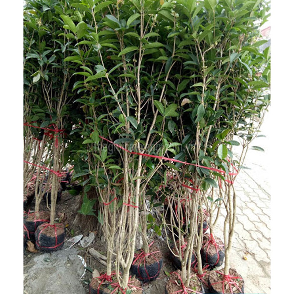 Cây mộc hương ta siêu hoa, hoa thơm ngát giá rẻ
