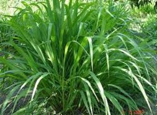 Lá sả khô _ tươi 1kg