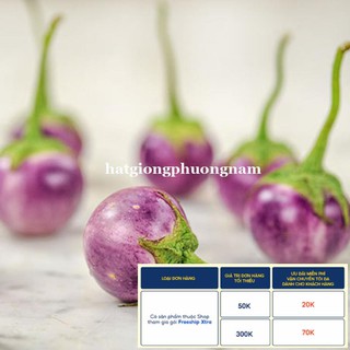 1GR - HẠT GIỐNG CÀ PHÁO TÍM
