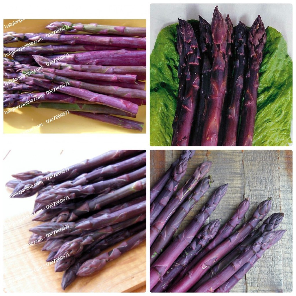 3 loại măng tây ( xanh trắng tím ) - Kèm gói kích hạt nảy mầm