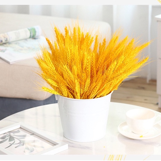 Bó lúa mạch khô trang trí, decor