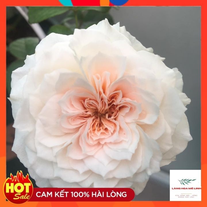 Hoa hồng Tranquility rose[SIÊU THƠM - SIÊU ĐẸP- Đường kính trung bình 4″. 60 cánh hoa lớn, mọc thành chùm, cụm nhỏ