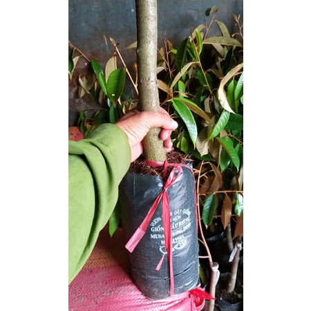 CÂY GIỐNG SẦU RIÊNG MUSANGKING D197 MALAYSIA