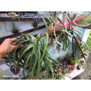Cây Không Khí Streptophylla