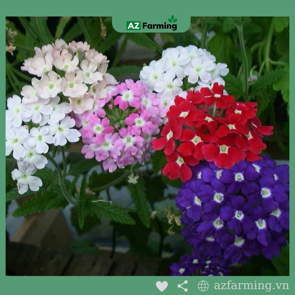 Hạt Giống Hoa Cúc Indo Mix Nhiều Màu - Gói 100 Hạt - AZ Farming