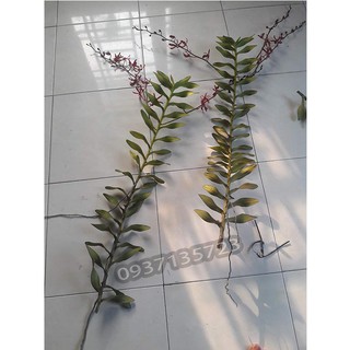 CÂY LAN PHƯỢNG VĨ ĐỎ - CÂY CÓ 1 VÒI HOA