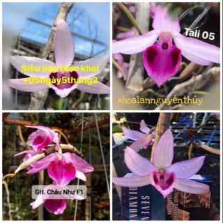 Lan Phi Điệp Giả Hạc gieo hạt mặt hoa đẹp