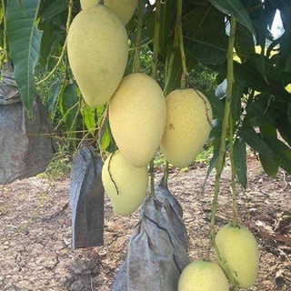 Cây giống xoài cát hoà lộc- Đặc sản Đồng Tháp- Cây ghép nhanh trái- Cây hoa kiểng Đồng Tháp