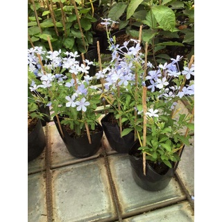 Chậu cây thanh xà - Plumbago auriculate
