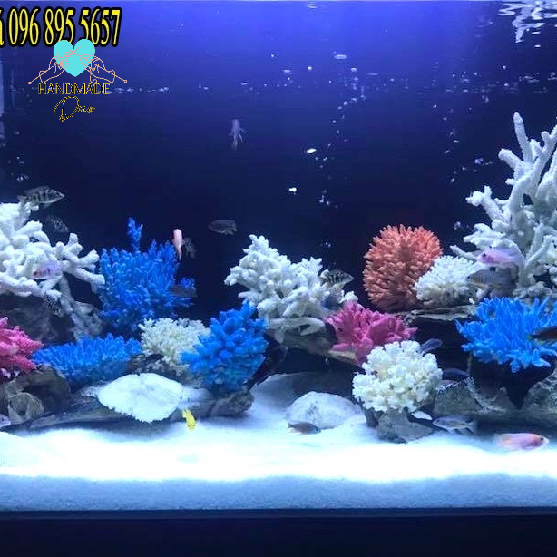 San Hô tự nhiên cho bể cá, bể thủy sinh trang trí tiểu cảnh không gian biển