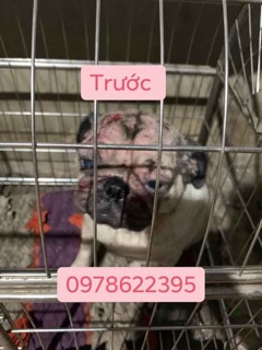 trị ghẻ nấm viêm da