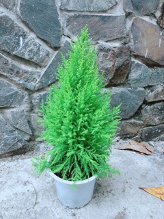Tùng Thơm Cao 55cm ngang 20cm