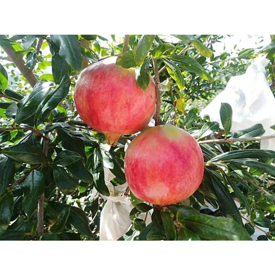 Lựu lùn đỏ Ai Cập