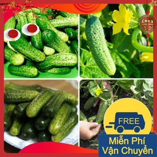 Combo 3 Gói Hạt Giống Dưa Chuột Bao Tử
