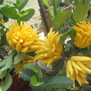 Cây phật thủ giống