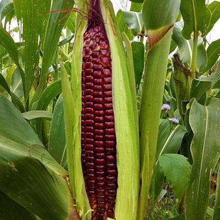 Hạt giống bắp tím (ngô tím) nữ hoàng giống F1 năng suất cao