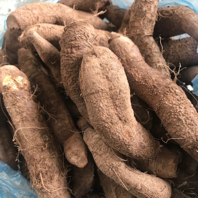 CỦ GAI TƯƠI AN THAI 1 kg