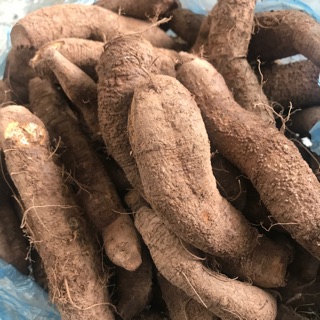 Củ gai tươi an thai 1 kg