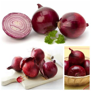 Bộ 1 hạt giống hành tây tím