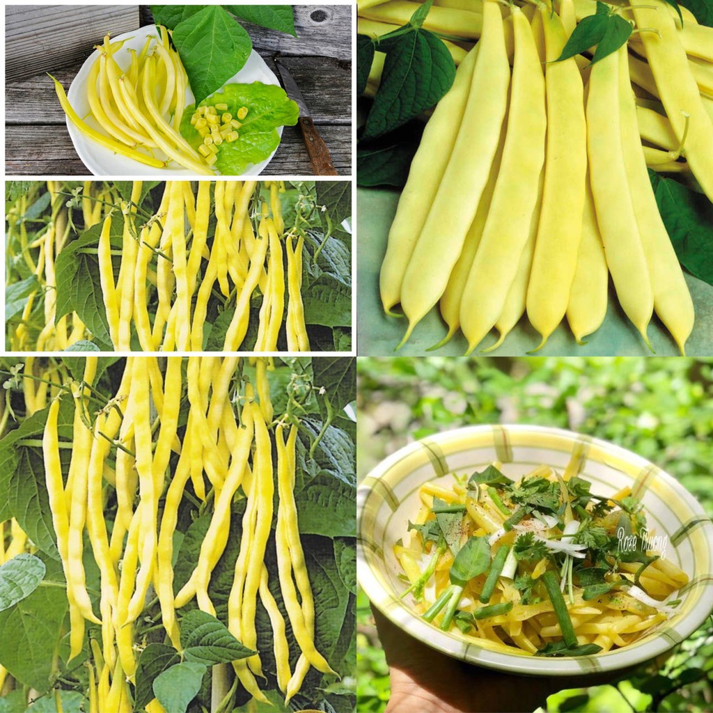 Hạt Giống Đậu Cove Vàng F1 Loại Siêu Dễ Trồng kháng sâu bệnh năng xuất cao [Gói 200gram, 500gram, 1kg]