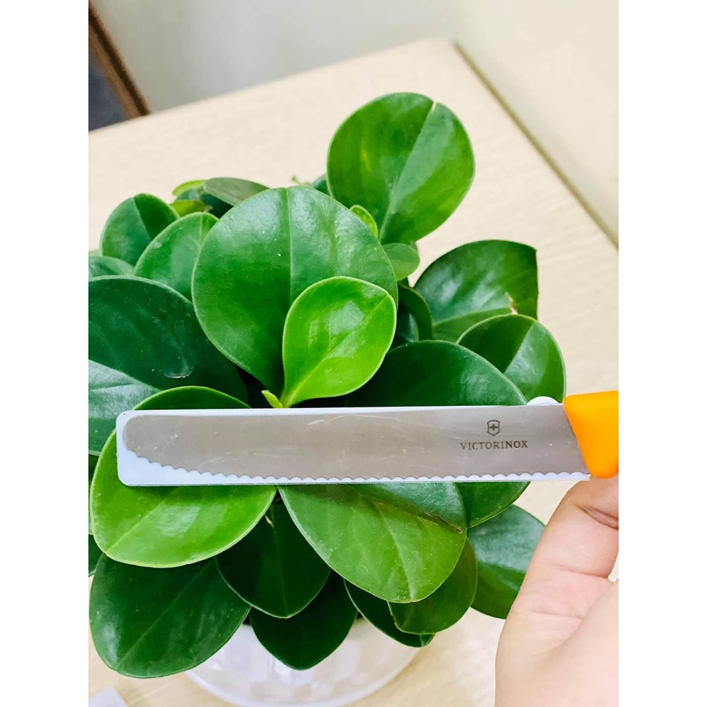 Dao gọt hoa quả Victorinox Swiss Made Thụy Sĩ, dao gọt trái cây mini sắc bén lưỡi răng cưa 11cm