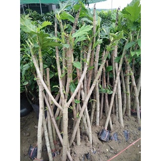 cây giống sake ( giao cây chiết đẹp cao 1.5m)