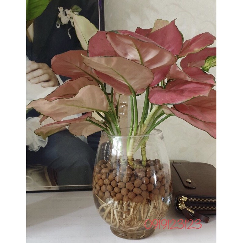 Viên Đất Sét Nung POPPER Thái Lan - Gói 1 Lít - Giá Thể Trồng Xương Rồng, Sen Đá, Hoa Lan, Sứ, Thủy Canh, Lọc Hồ Cá