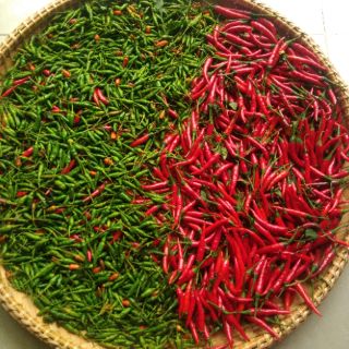 Muối é Phú Yên