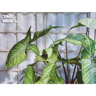 Cây tróc bạc - Cây trầu bà trắng ( chiều cao tổng thể 50cm )