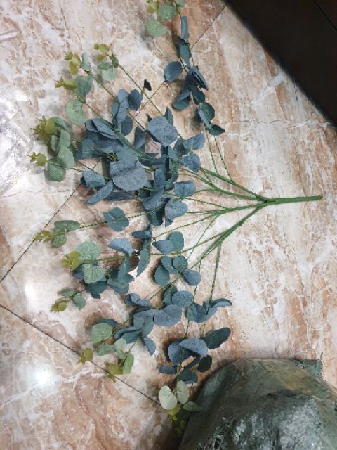 Lá táo mimosa hàng đẹp tươi xanh