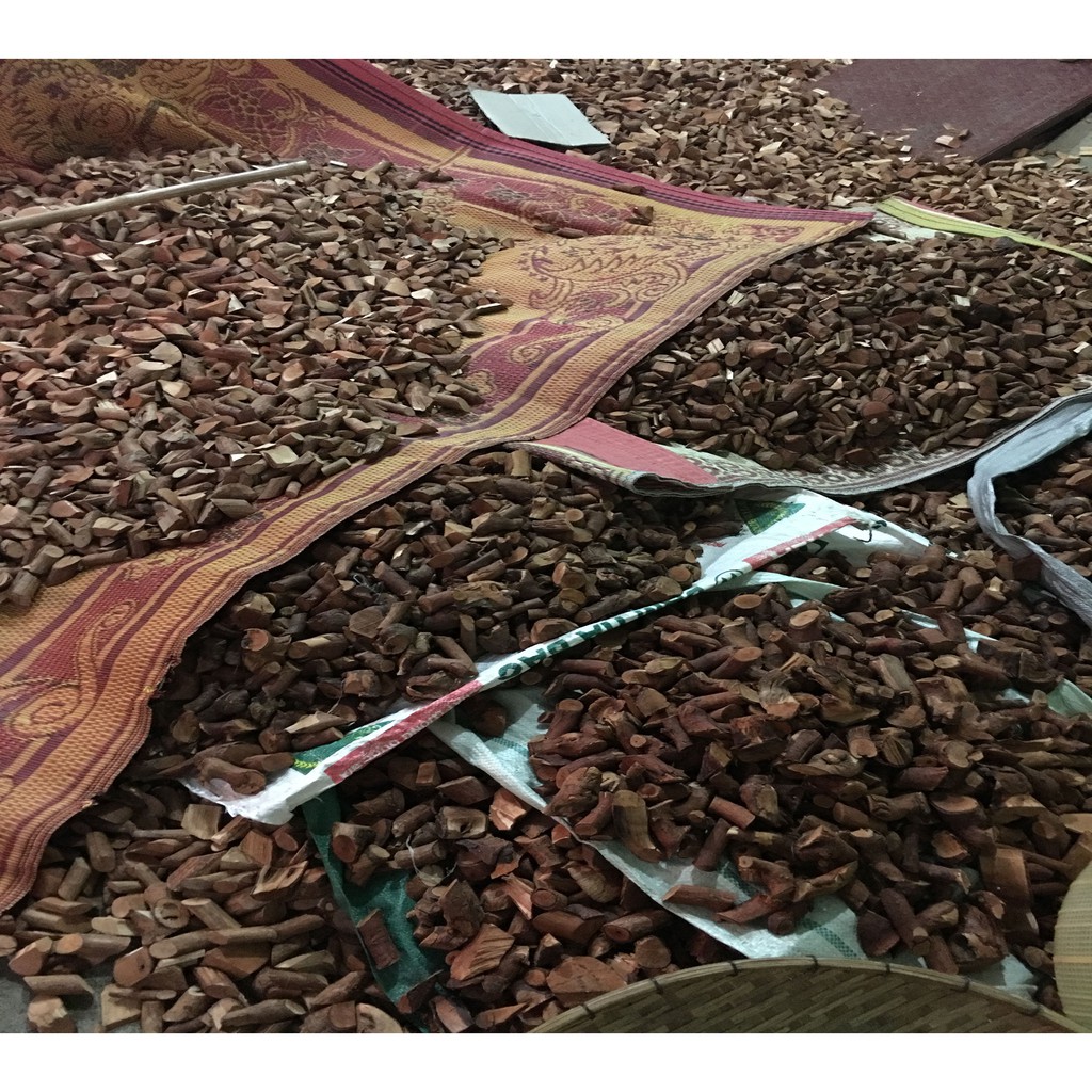 Rễ Cây Mú Từn Loại Vip-Bí Quyết Dân Tộc Mông Sơn La