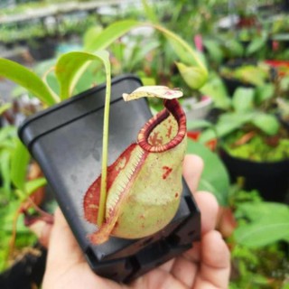 [2ewu] Cây nắp ấm N. viking x raff white * nk032