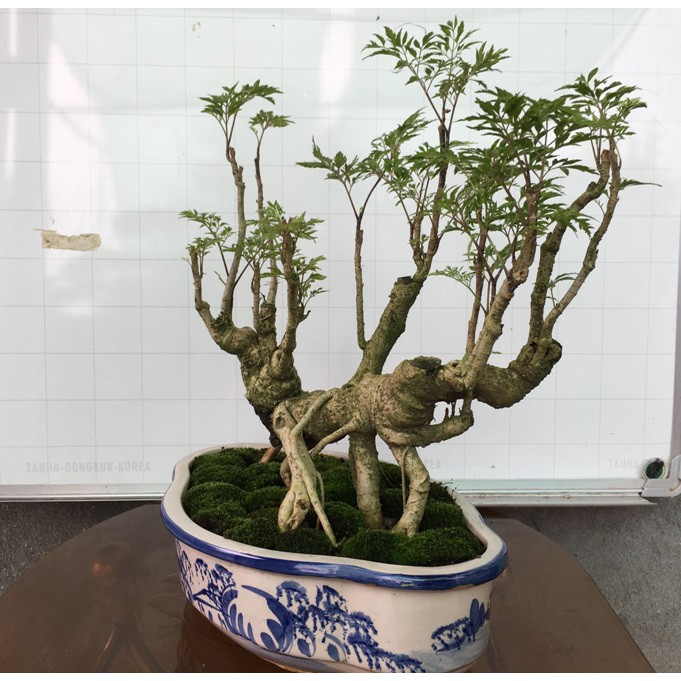 Cây cảnh Đinh Lăng Bonsai mini để bàn – mã BS28