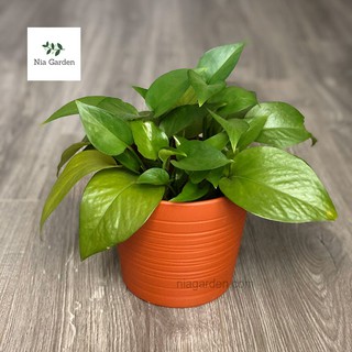 Chậu đất nung nâu đỏ cắt rối 13,5cm