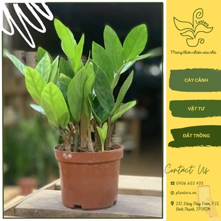Cây kim tiền chậu mini - cây cảnh - cây ưa mát - cây nhỏ