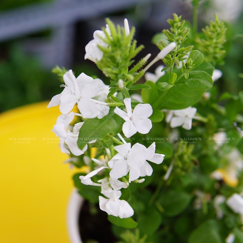 Cây Hoa Bạch Xà JUN GARDEN Đuôi Công Trắng