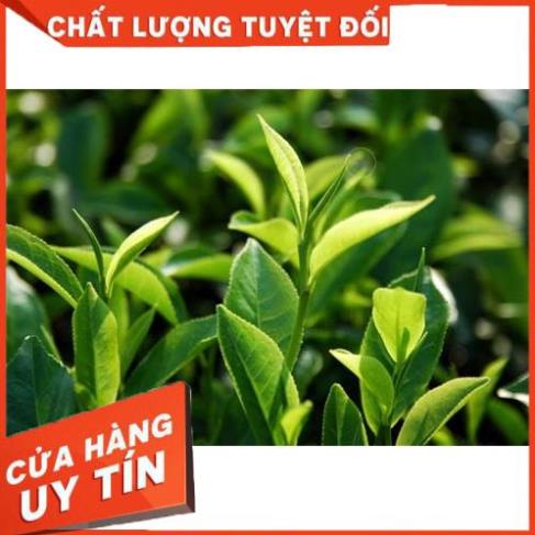 PHÂN BÓN CHUYÊN CHO CÂY CHÈ⚡️HÀNG CHÍNH HÃNG,GÓI NHỎ TIỆN LỢI⚡️NỞ NGỌN,XANH LÁ,NHIỀU BÚP,THU NHIỀU LỨA,HƯƠNG THƠM 2