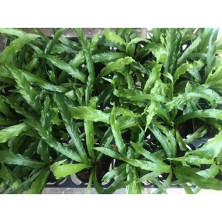 Chậu cứng dương xỉ rồng