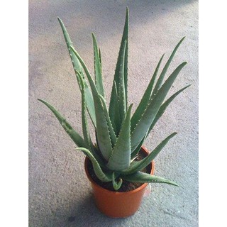 BẦU CÂY GIỐNG NHA ĐAM THÁI LAN BẸ SIÊU TO