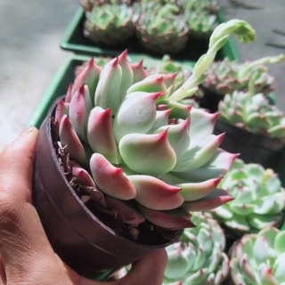 Sale 50% - Sen đá bánh bao lửa size to.