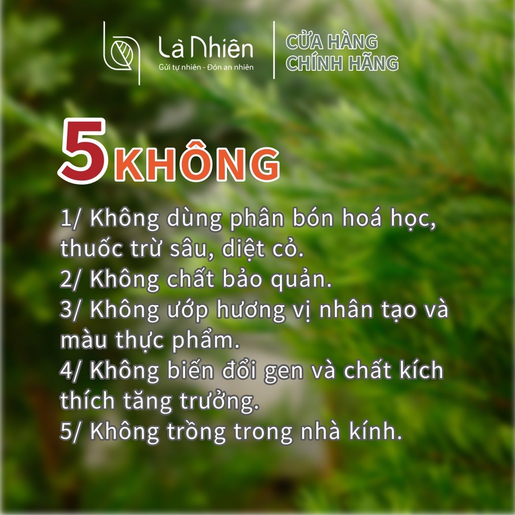 Trà Cúc Chi [ Chrysanthemu Tea] - Trà Thảo Mộc Là Nhiên. Giúp Giảm Căng Thẳng Cải Thiện Giấc Ngủ.