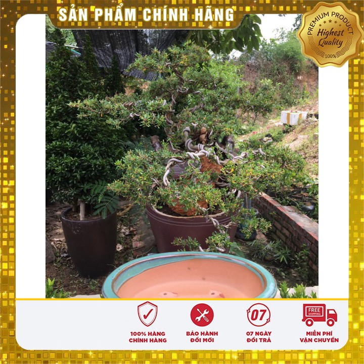 Chậu trồng Bonsai Mini Bát Tràng Minh Tâm DÀI 19 Rộng 16 Cao 4