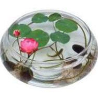 Hạt Giống Hoa Sen Mini Nhật Mix Màu (Gói 5 hạt)