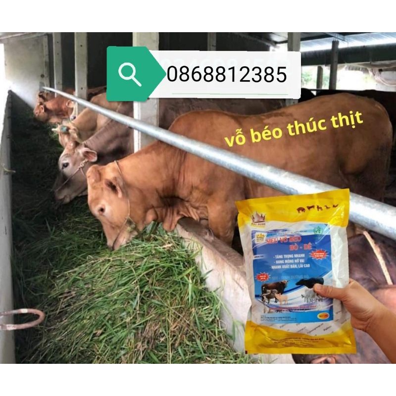 VỖ  BÉO TRÂU, BÒ, DÊ