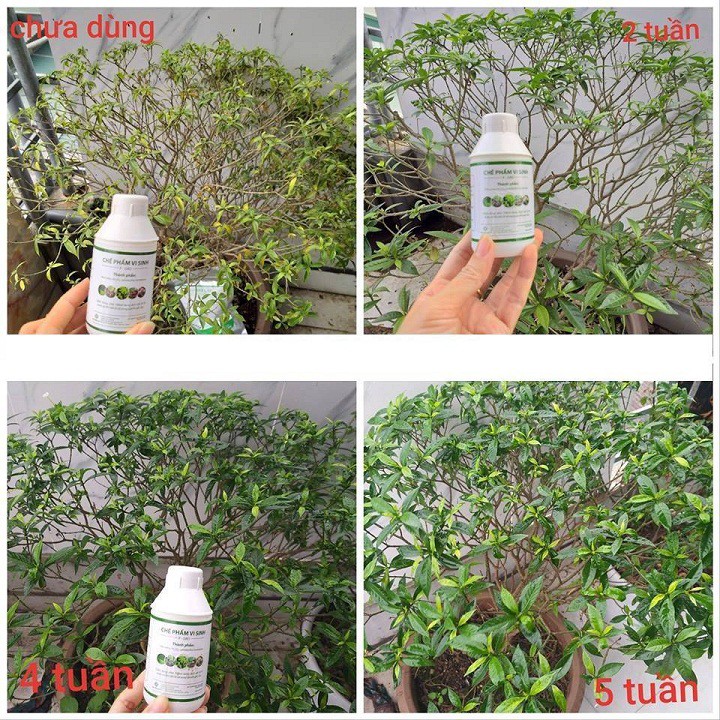 Chế phẩm sinh học trừ nấm, sâu bệnh P-Gro chai 100ml công nghệ Nhật Bản