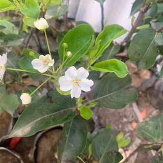 Cây Lê nâu Hàn quốc