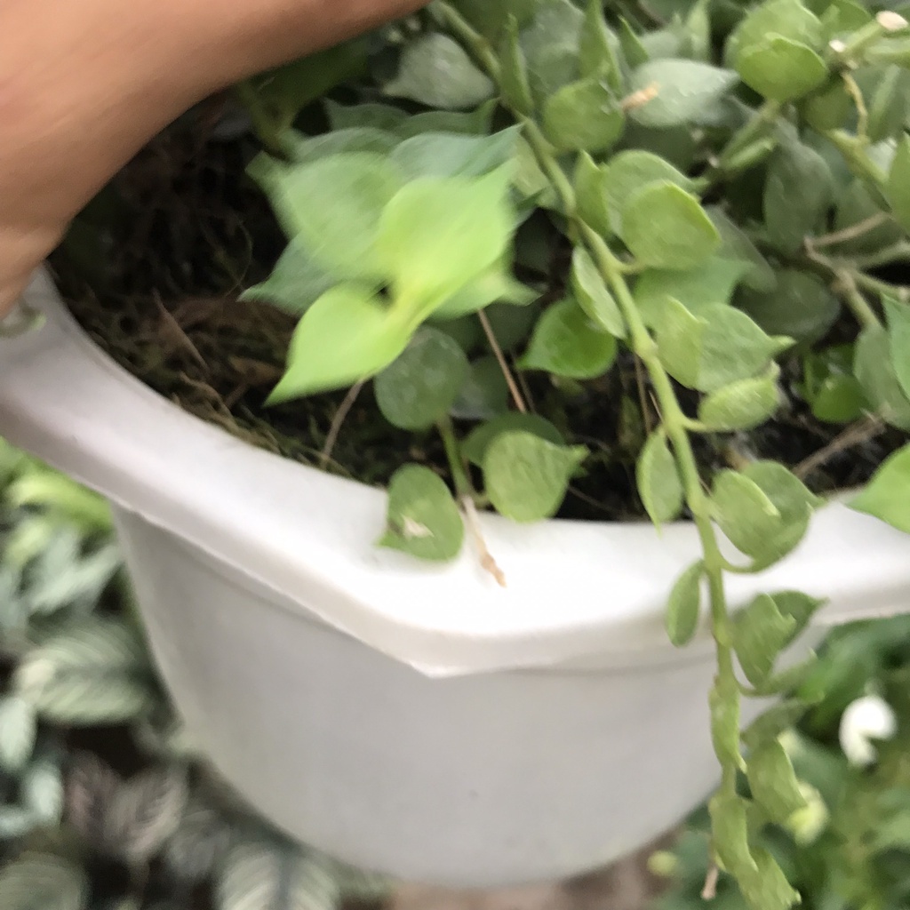 Cây lan tim - lan tim trồng chậu treo buông dài 20cm lá cứng hình trái tim bắt mắt thích hợp trang trí sân vườn
